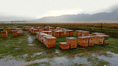 蜜蜂养殖要怎么挑选蜂箱